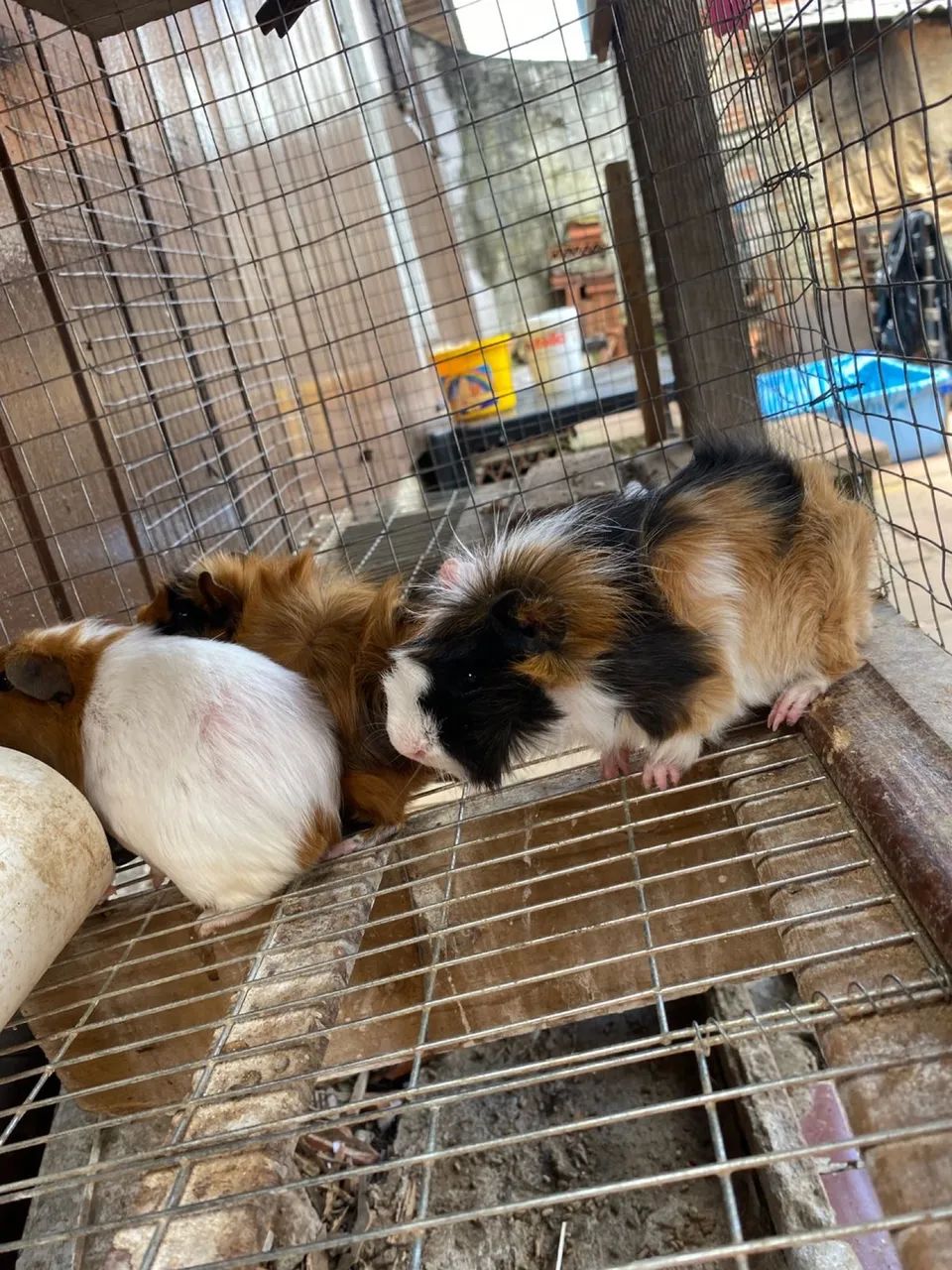 Porquinhos da india - Foto 3