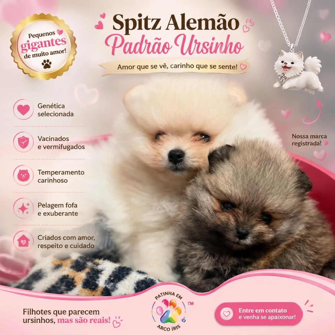 Fêmeas Spitz alemão ( Anão) -> Lulu da Pomerânia - Foto 4