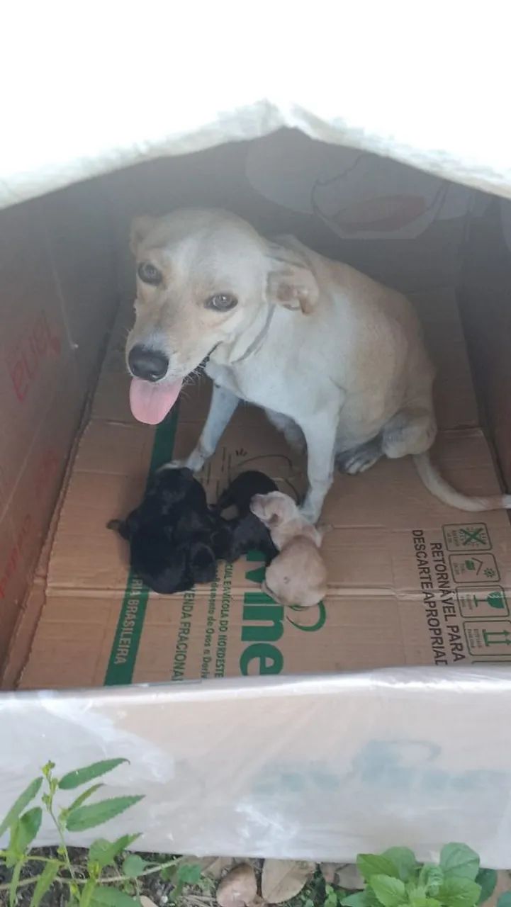 Adoção responsável  - Foto 3