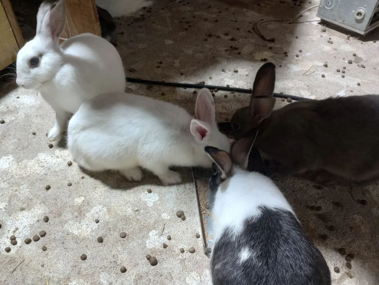 Vende -se Coelhos filhotes e adultos. - Foto 3