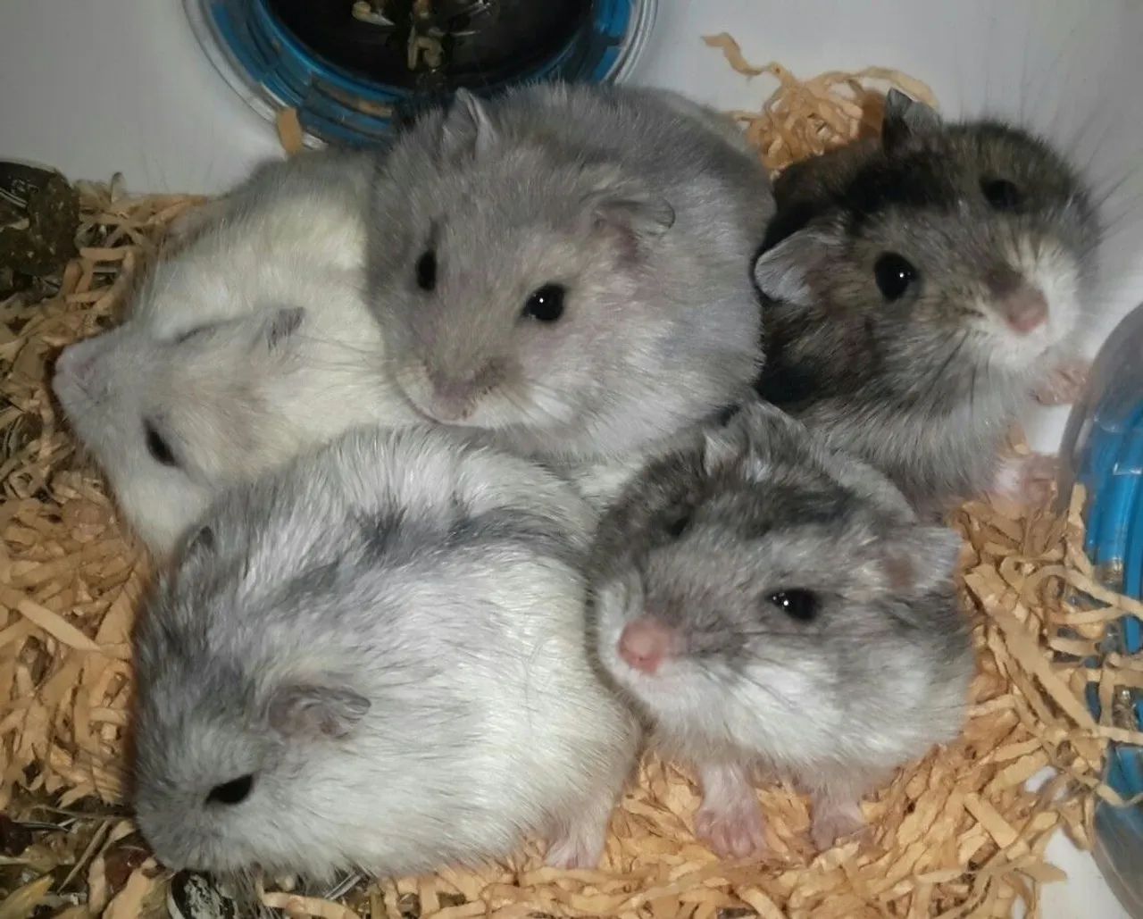 Hamster 