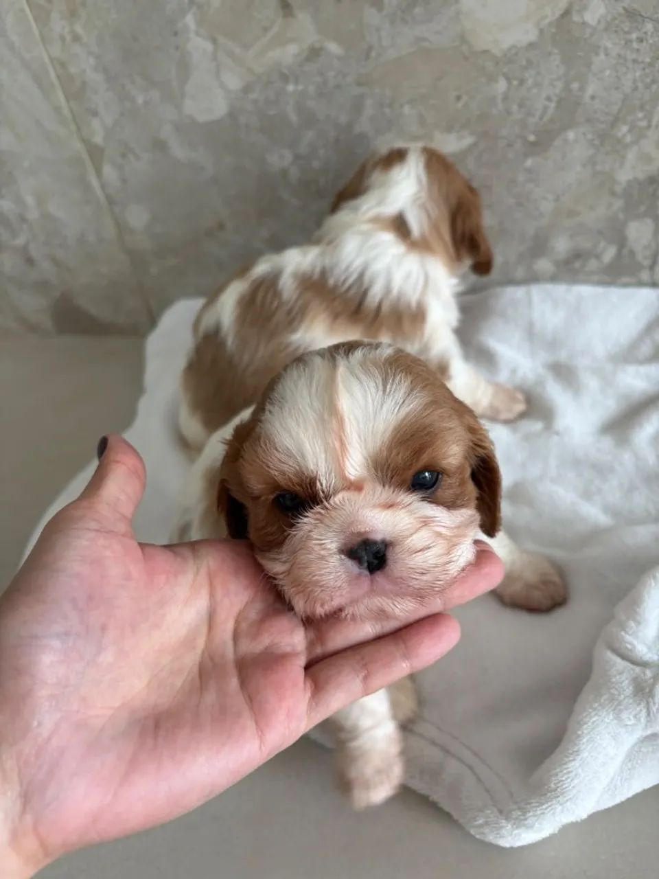 Cavalier blenheim - Foto 2