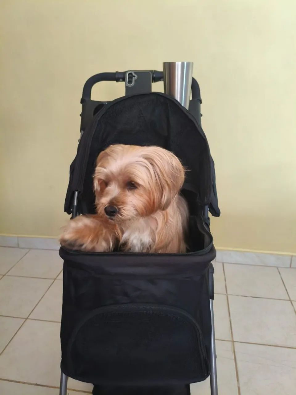 Carrinho Passeio PET - Foto 2