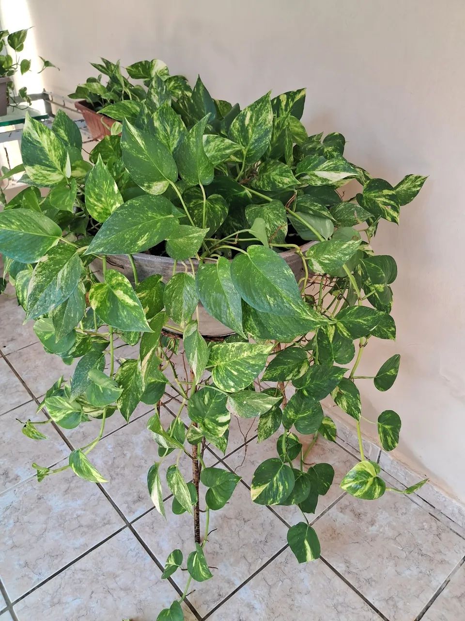 Jardim  - Foto 2