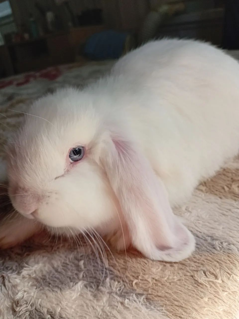 Mini lop  - Foto 3