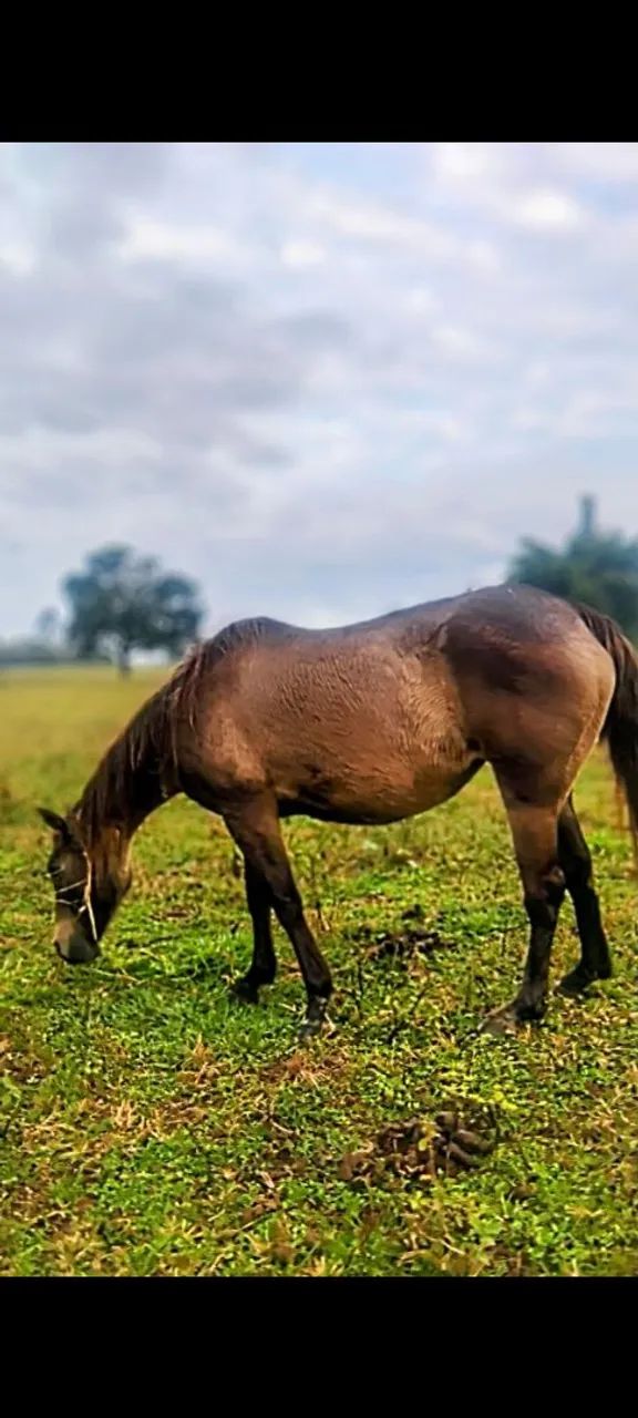 Cavalo  - Foto 2