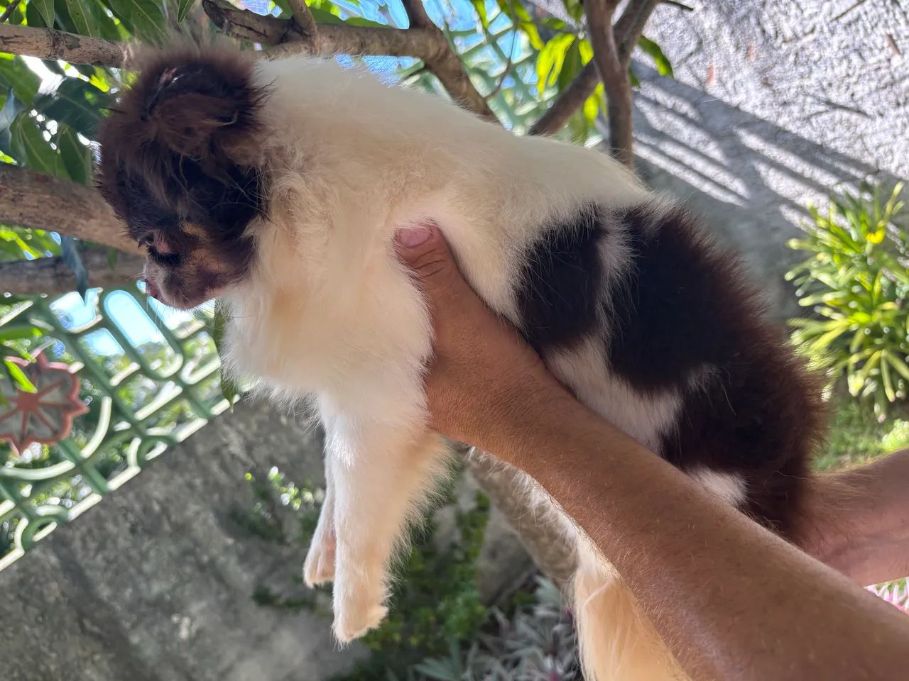 Chihuahua quer namorar  - Foto 2