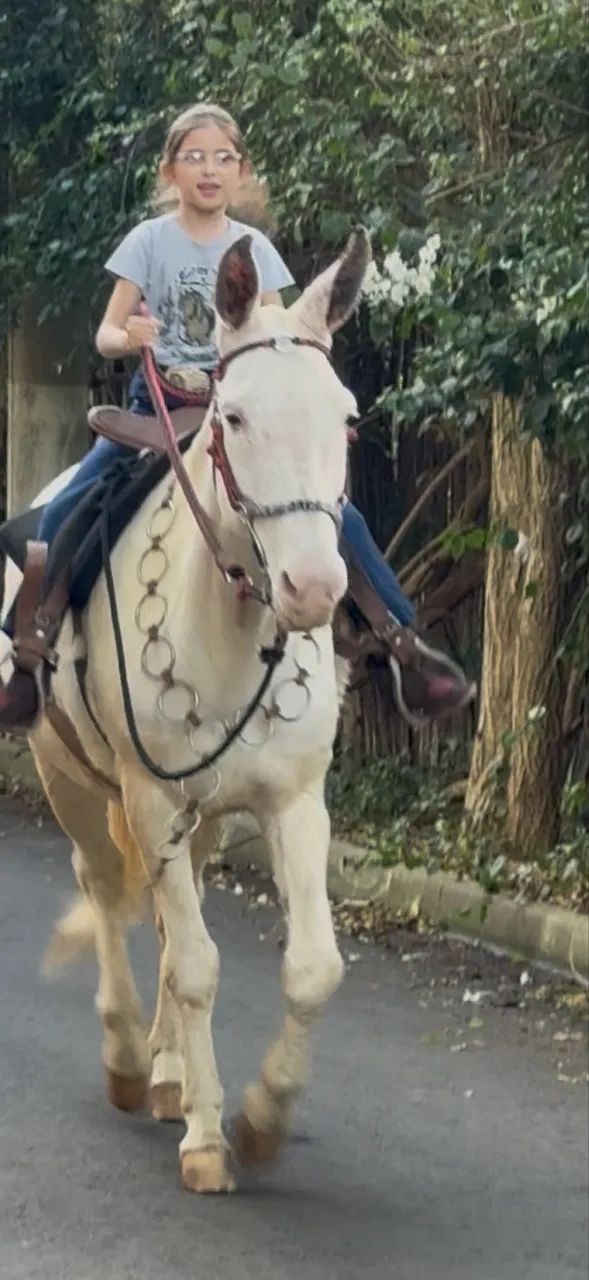 Mulas de patrão 