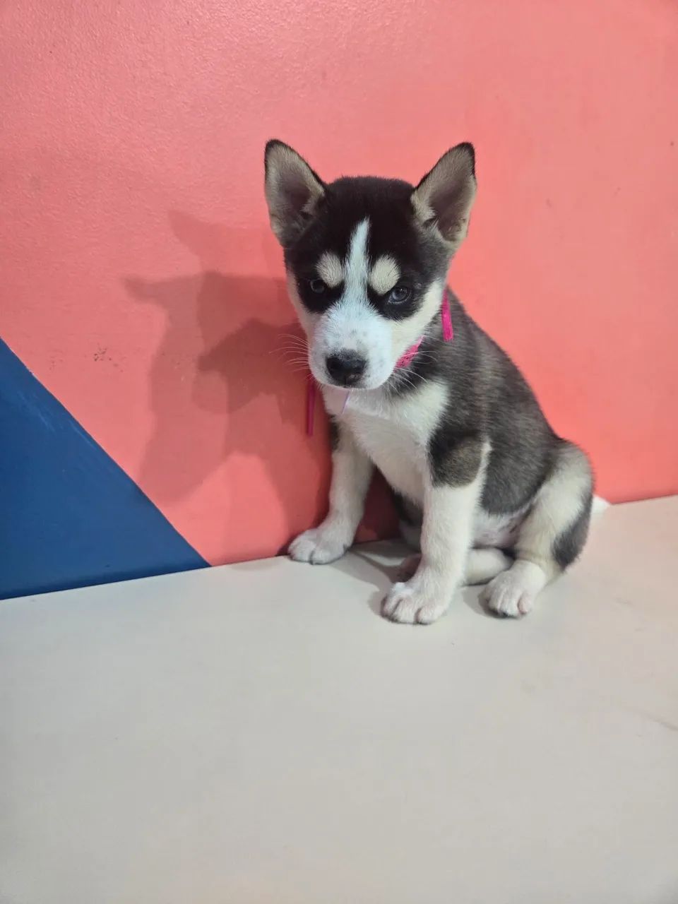 Husky siberiano Fêmea  - Foto 2