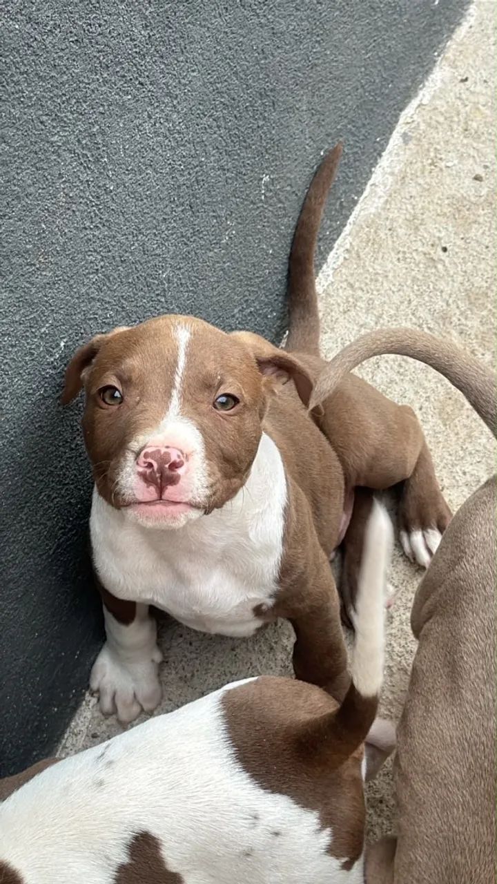 Cachorros  - Foto 4