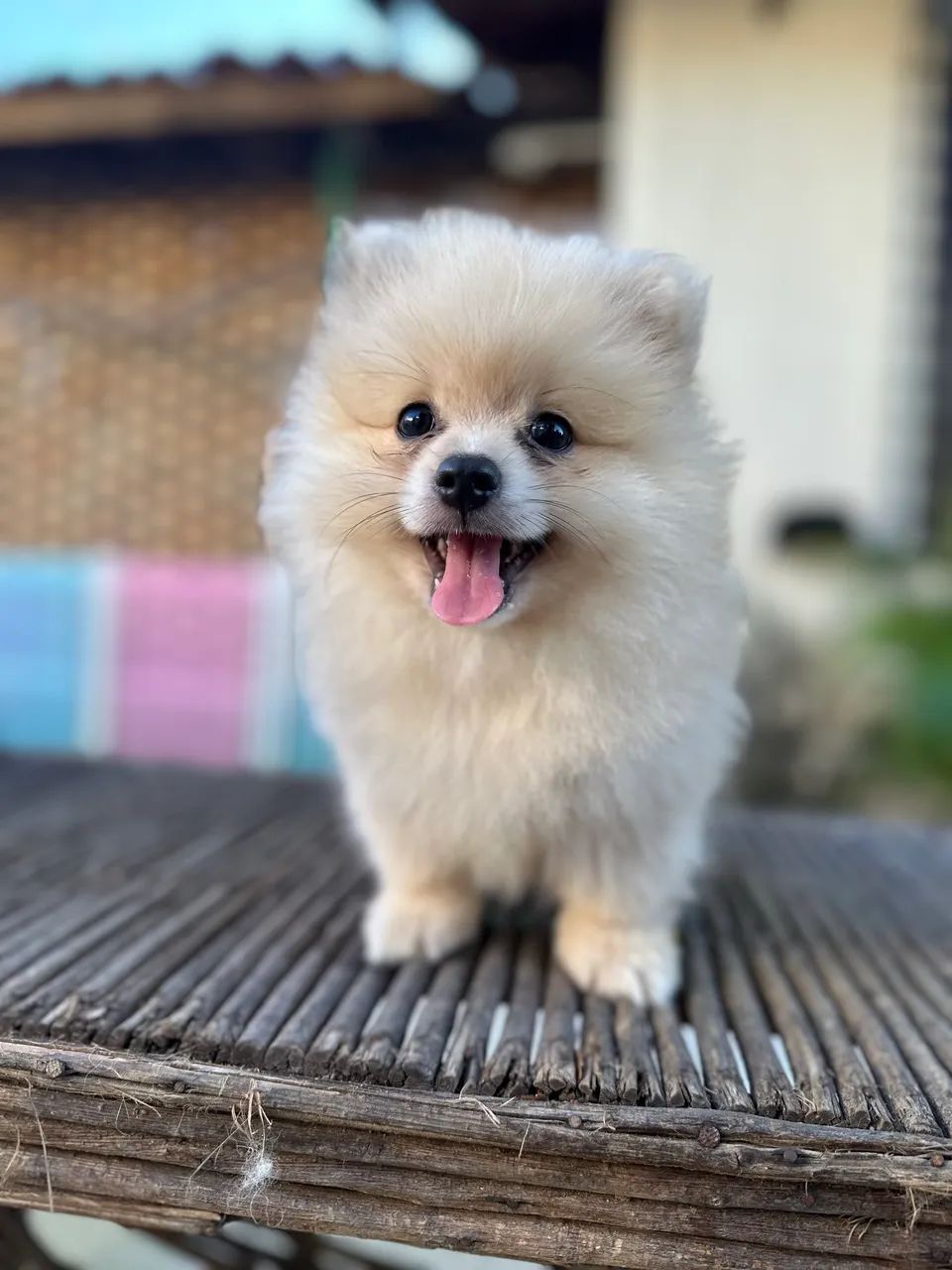 Filhotes de Spitz Alemão 