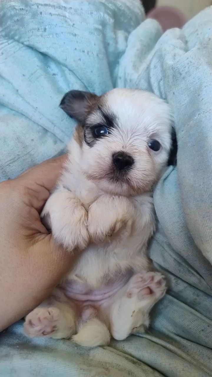 Shihtzu macho  - Foto 4