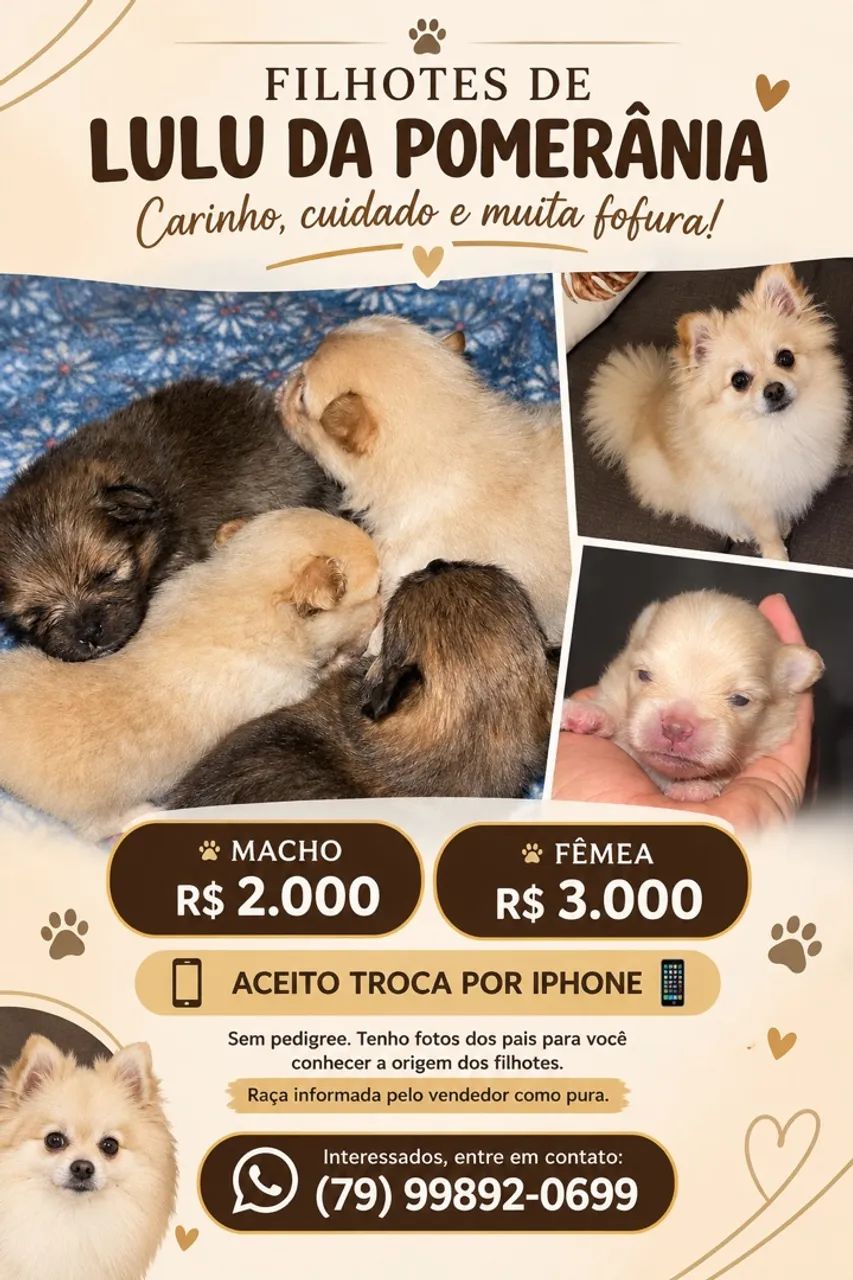 Spitz alemão 