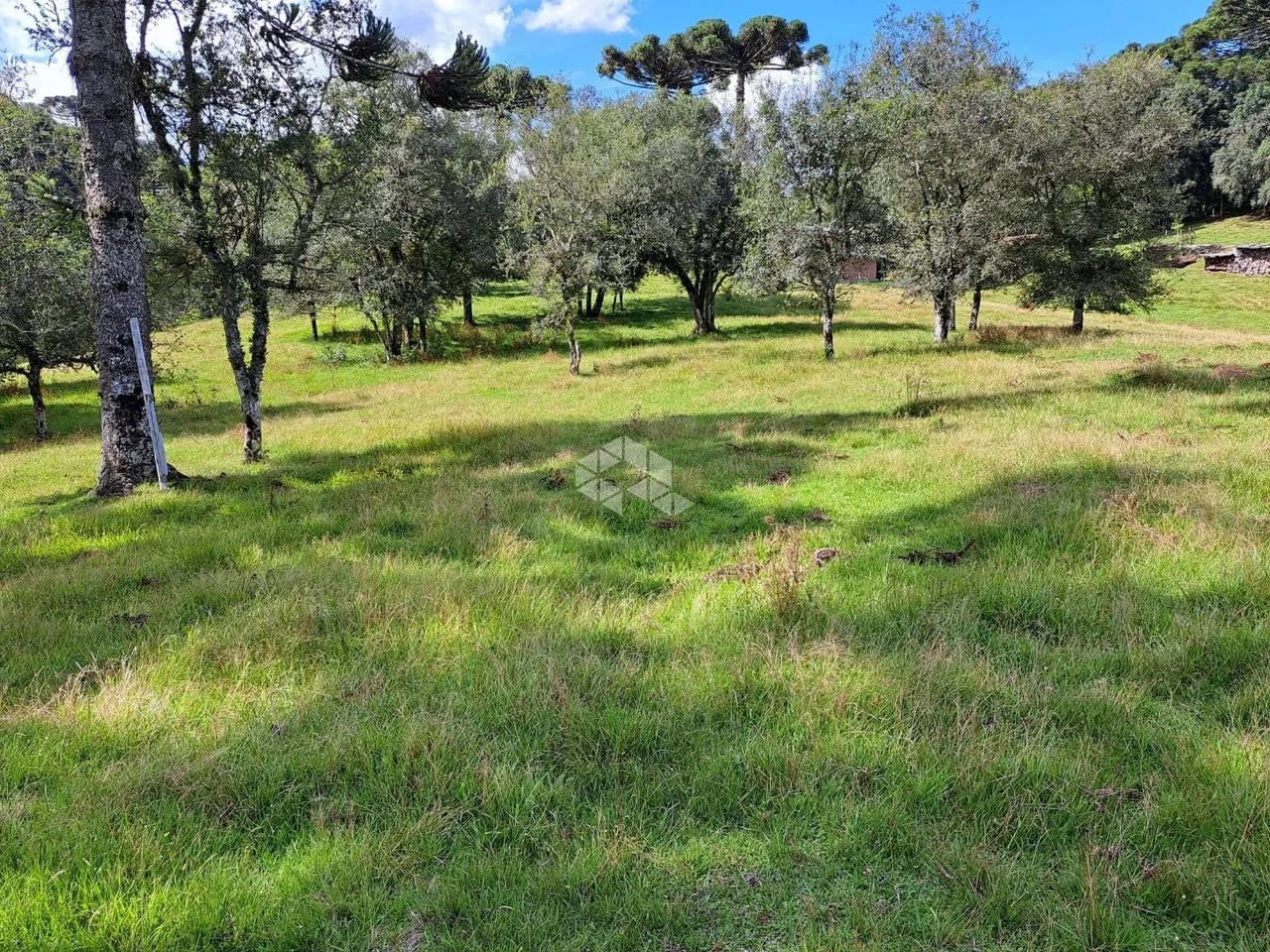 Chácara na Linha Vicentina - Foto 4