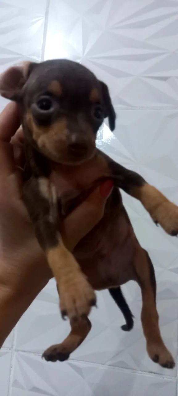 Pinscher 