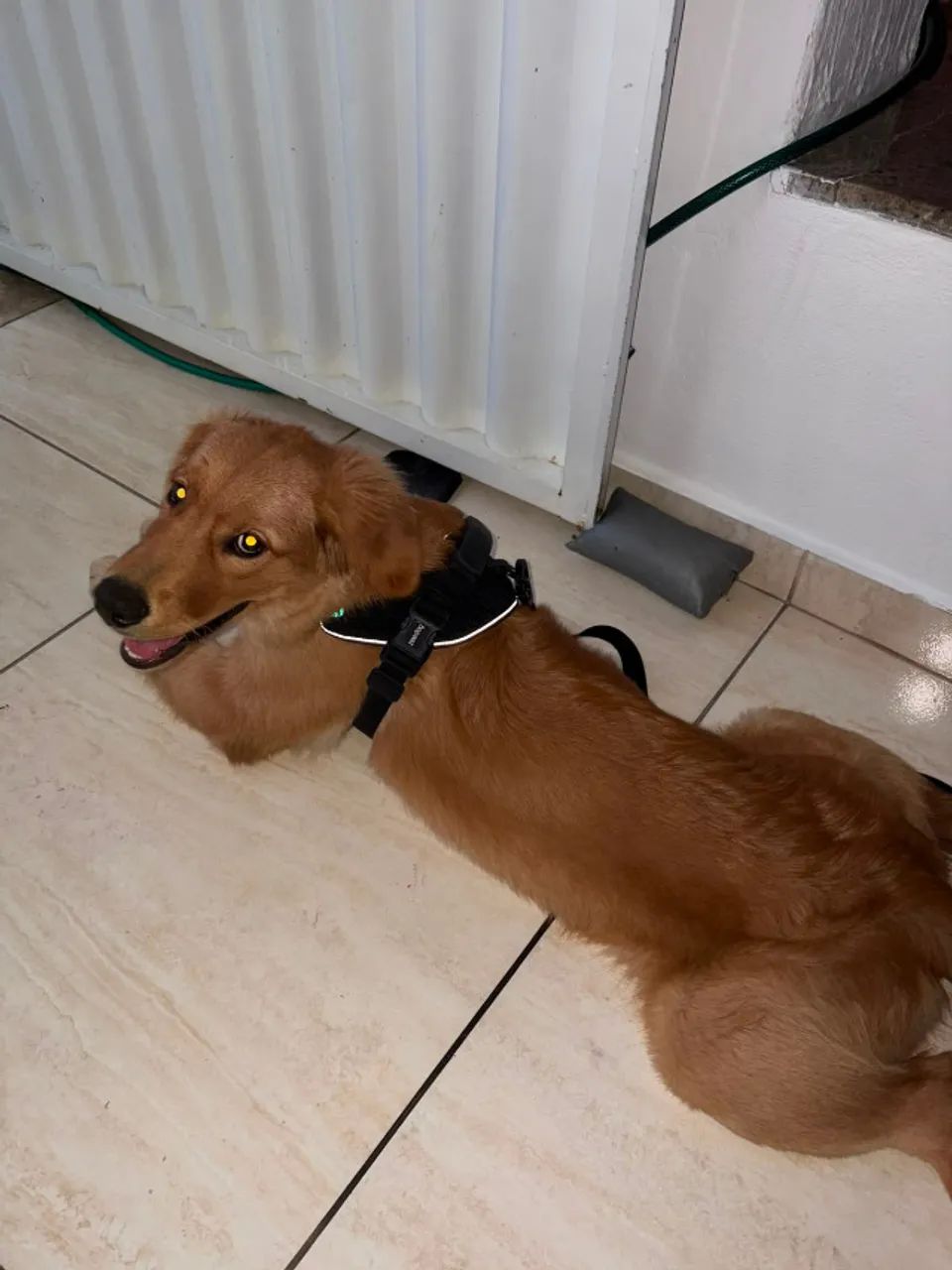 Golden retriever macho - Foto 5