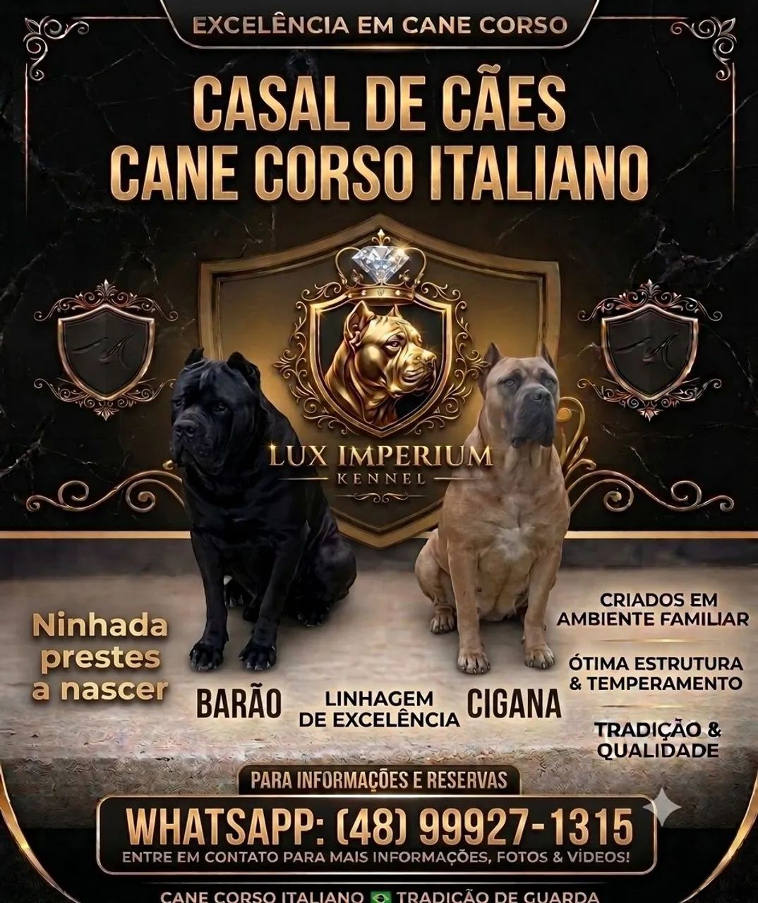 Cane corso