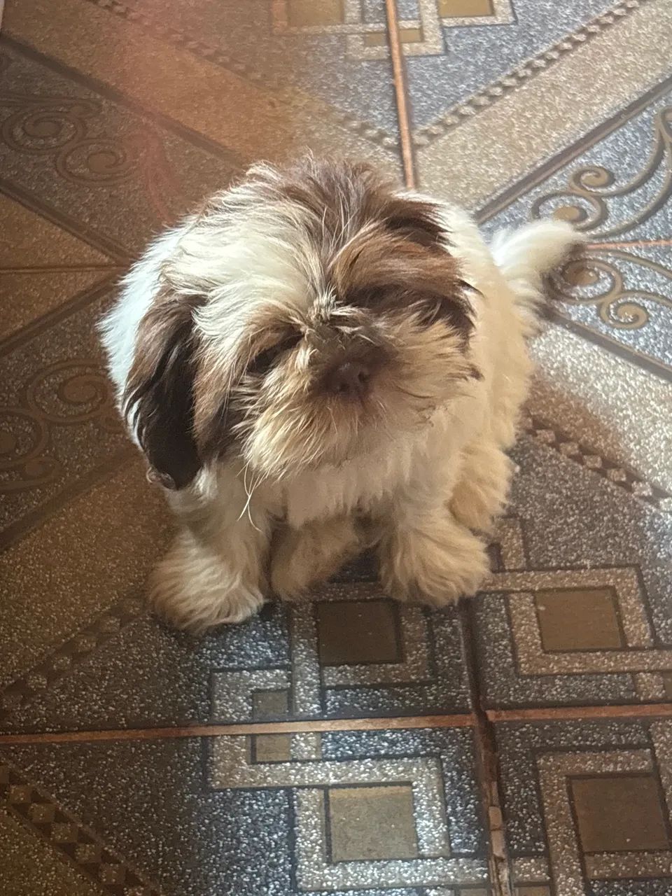 Cachorro 