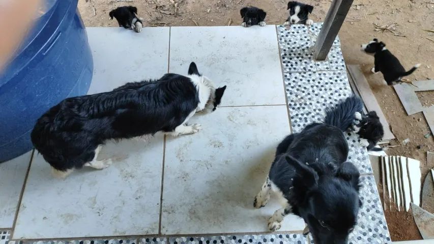 filhotes cães border collie - Foto 4
