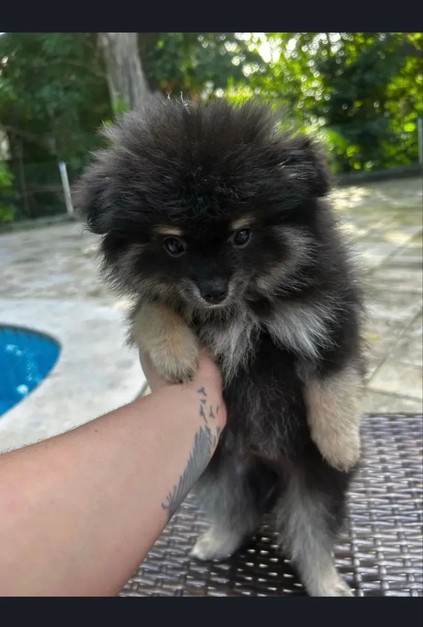 Spitz alemão  - Foto 4