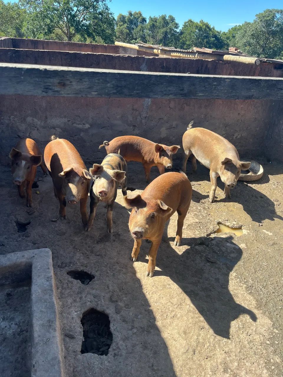 Porcos Duroc  - Foto 6