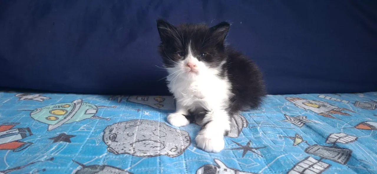 Maine Coon filhotes a pronta entrega  - Foto 3