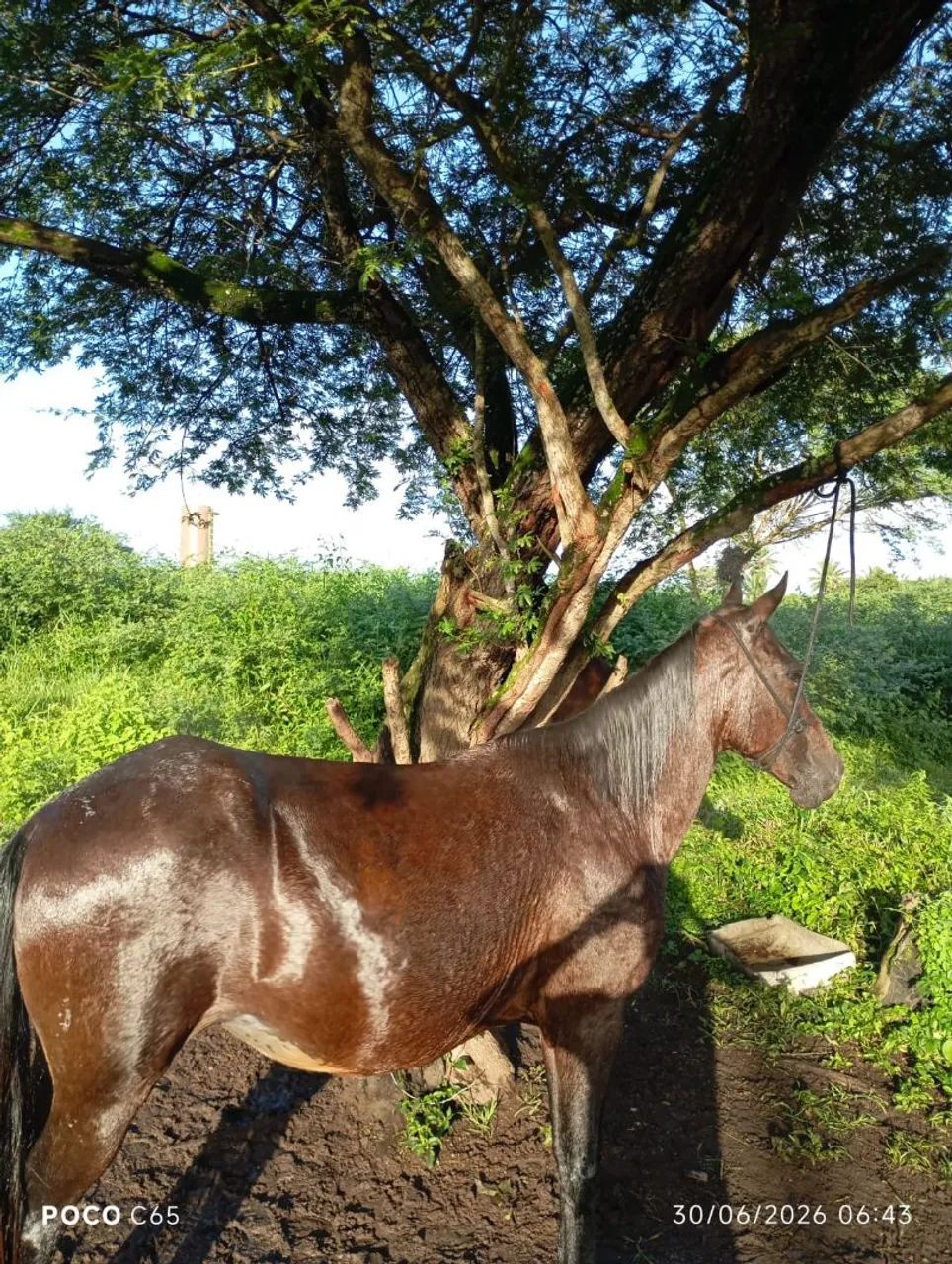 Égua para vender de montada  - Foto 3