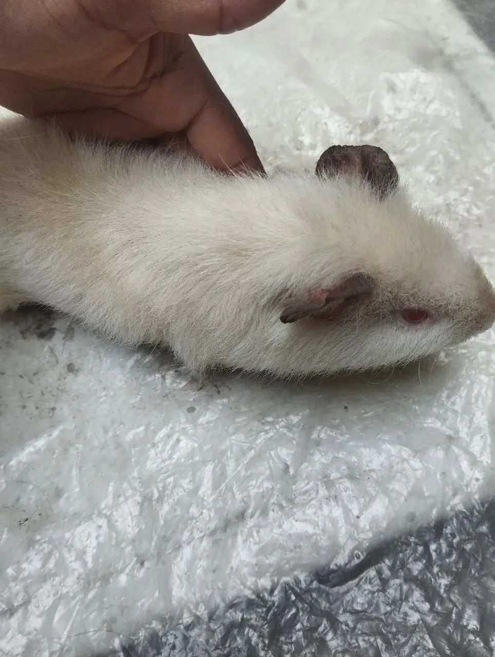 Porquinhos da índia - Foto 2