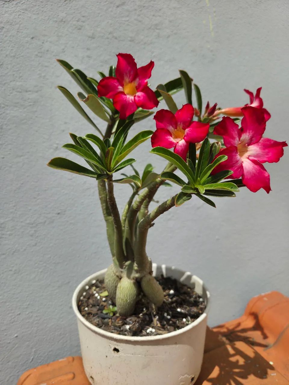 Rosa do Deserto - Foto 4