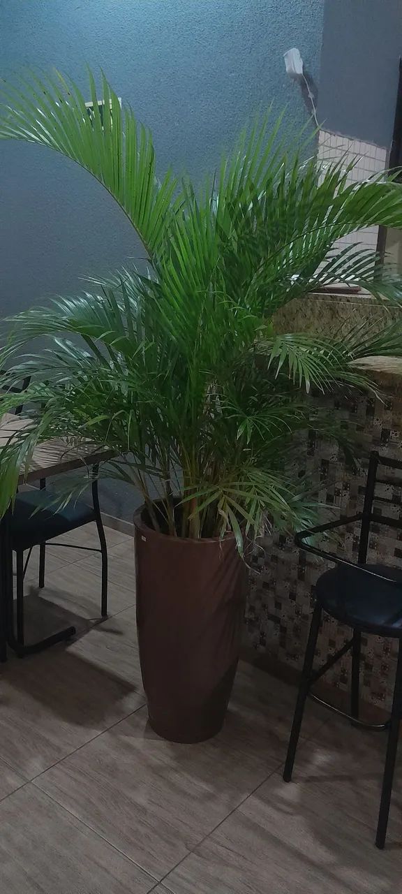 ARENCA BAMBU 