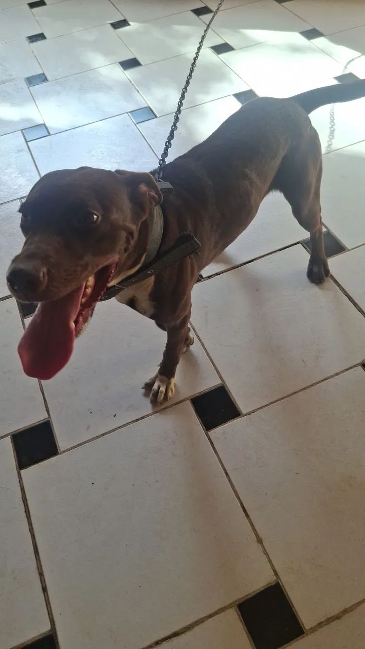 Vendo cachorro. - Foto 4