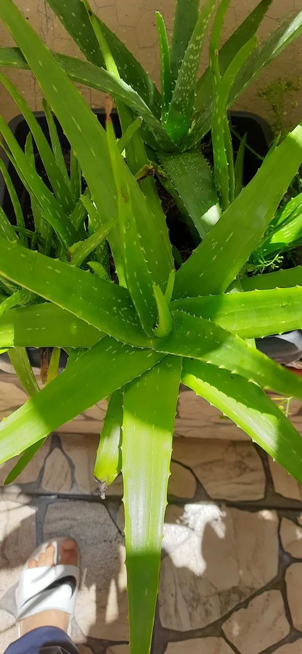 Várias mudas de babosa no vaso com terra adubada  - Foto 2