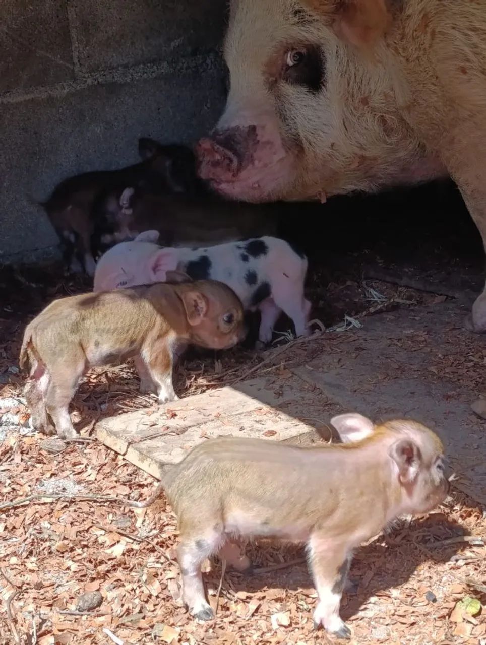 Mini Pig  - Foto 3