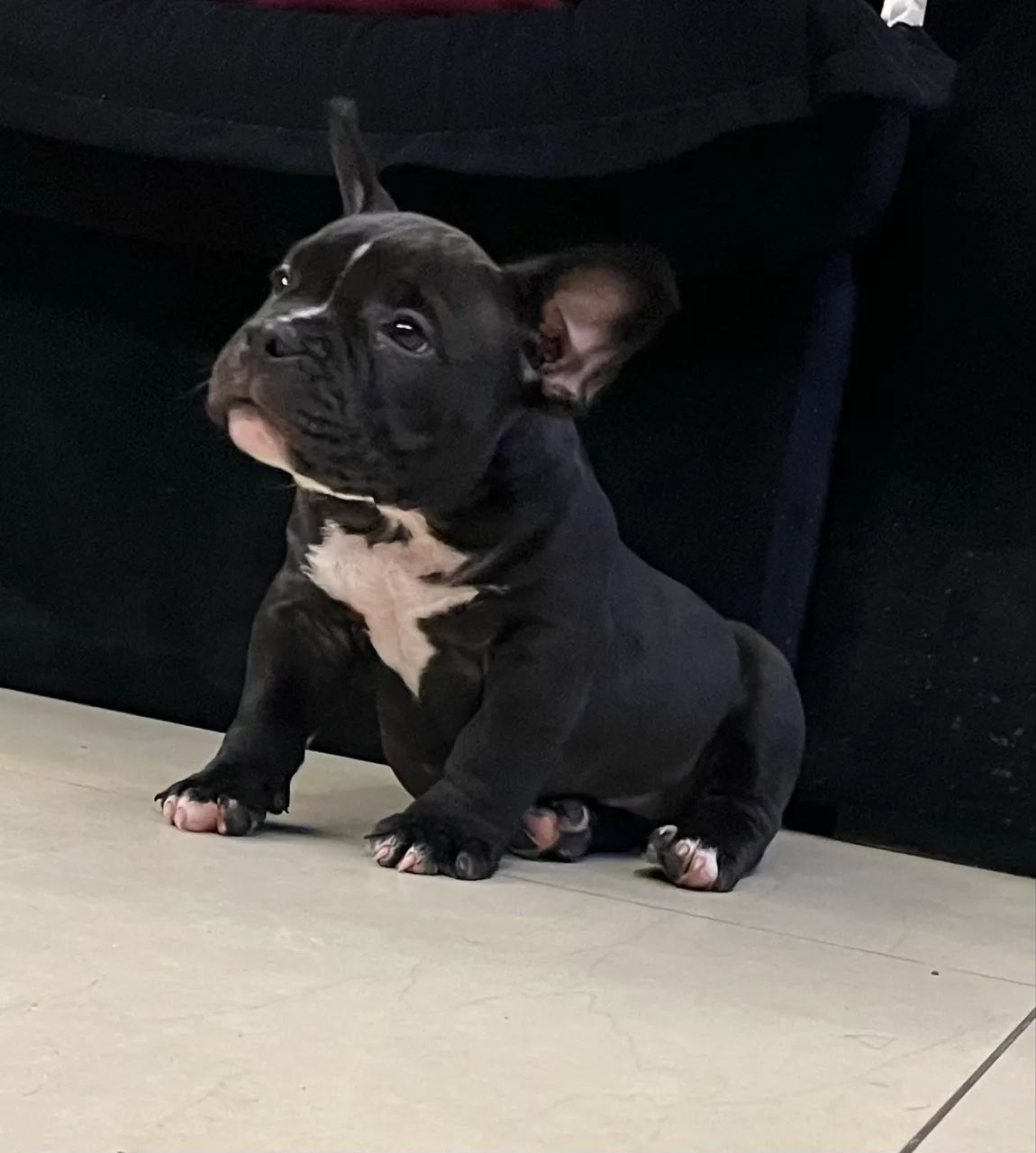 American Bully - Foto 2