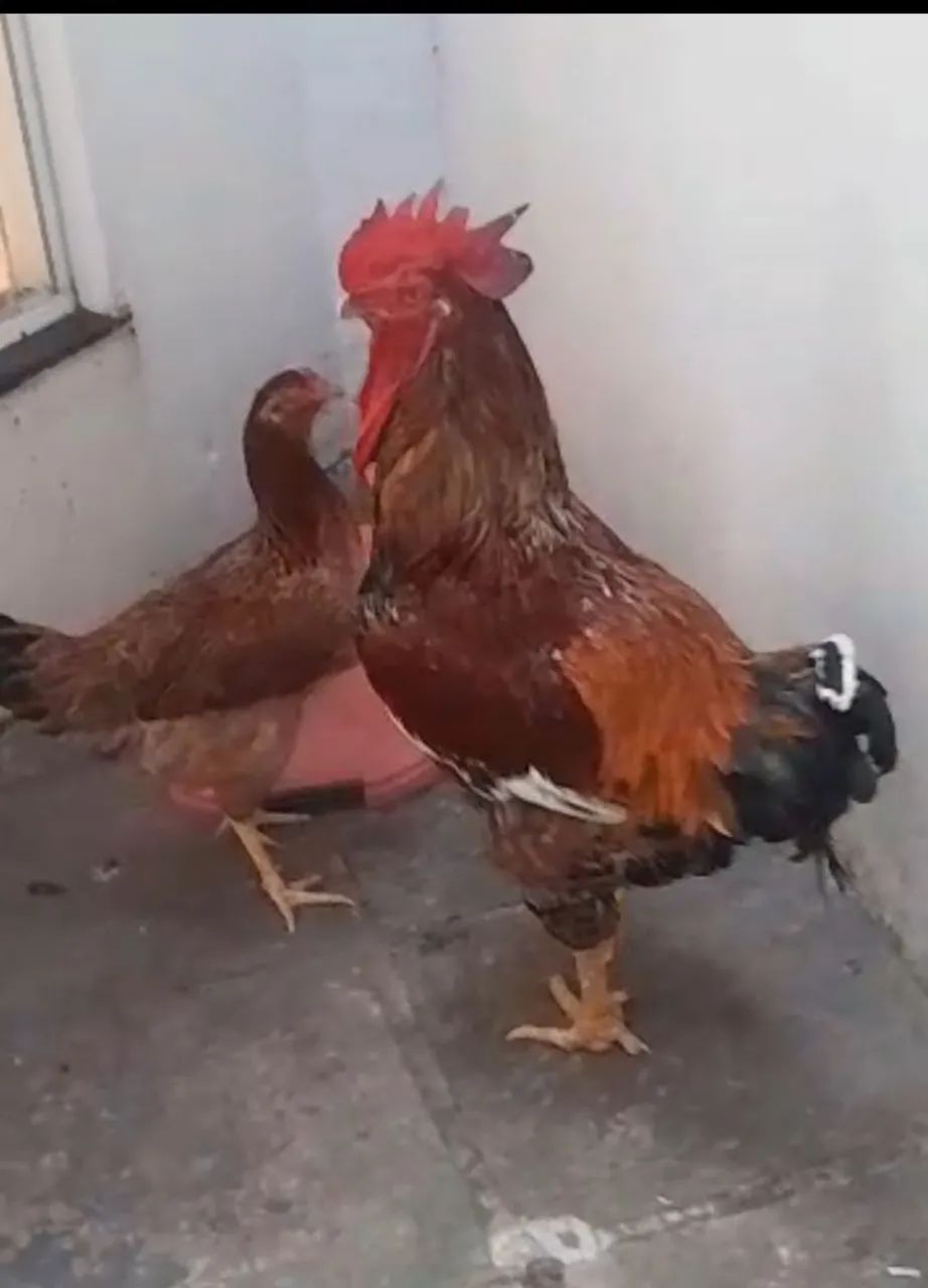 Galo  - Foto 2