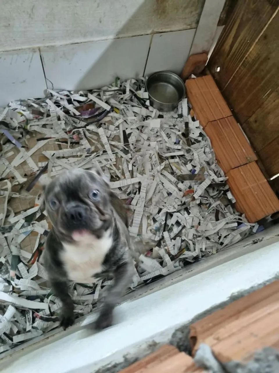 Buldog Francês  - Foto 2