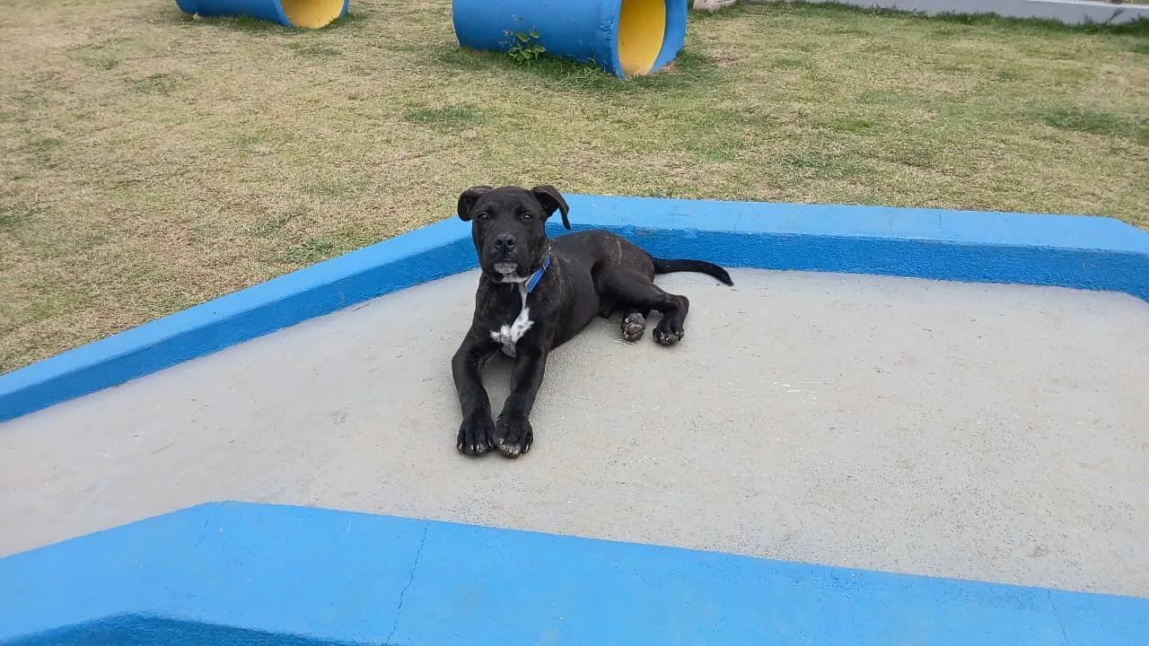 Doação Responsável  - Foto 2