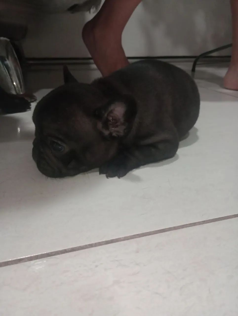 Buldogue Francês fêmea  - Foto 5
