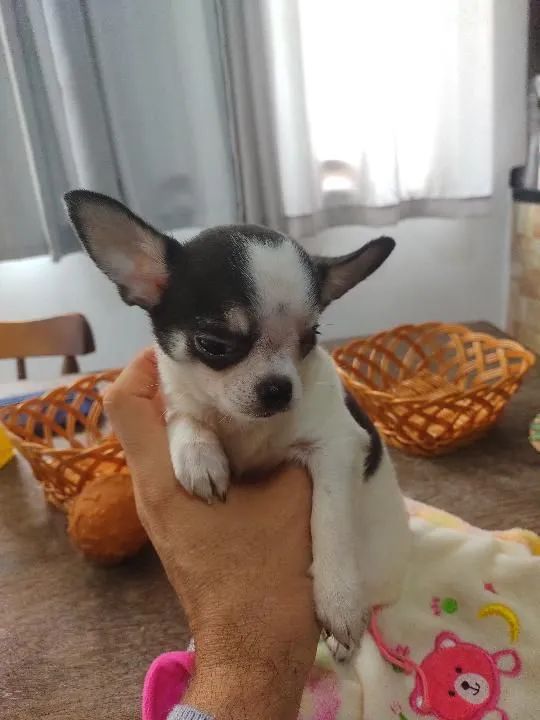 Chihuahua Macho - Foto 2