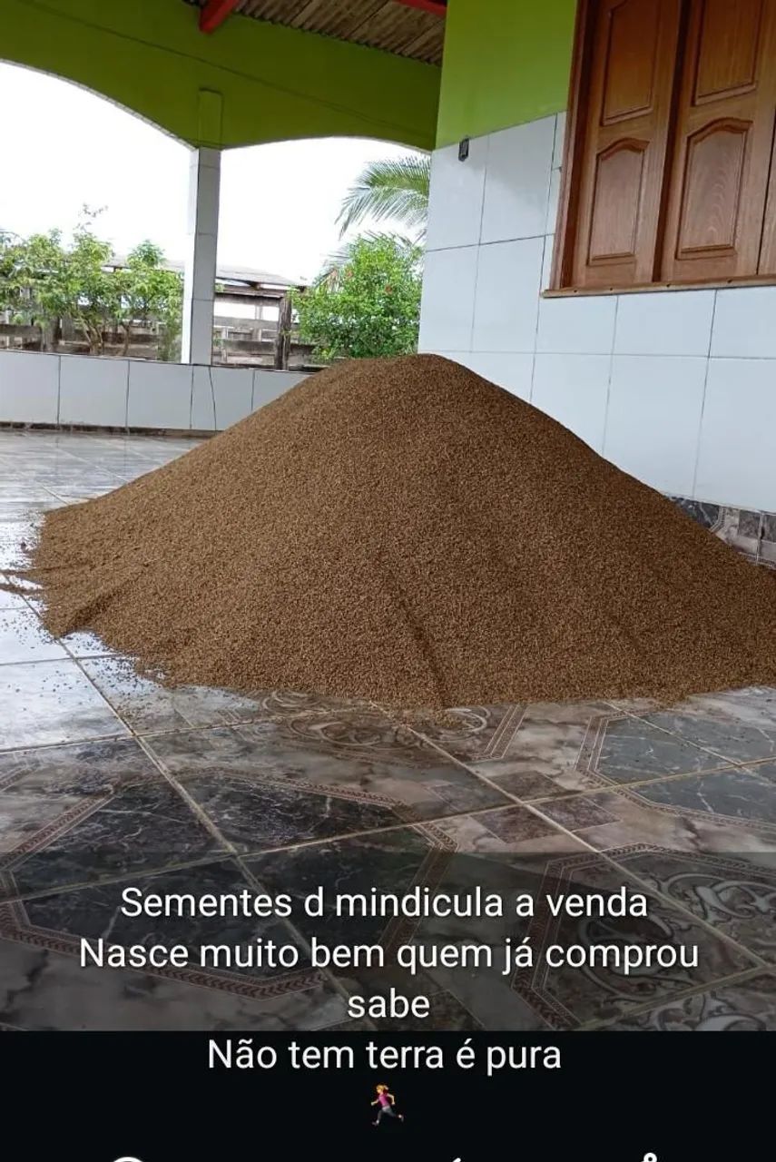 Semente de mendicula