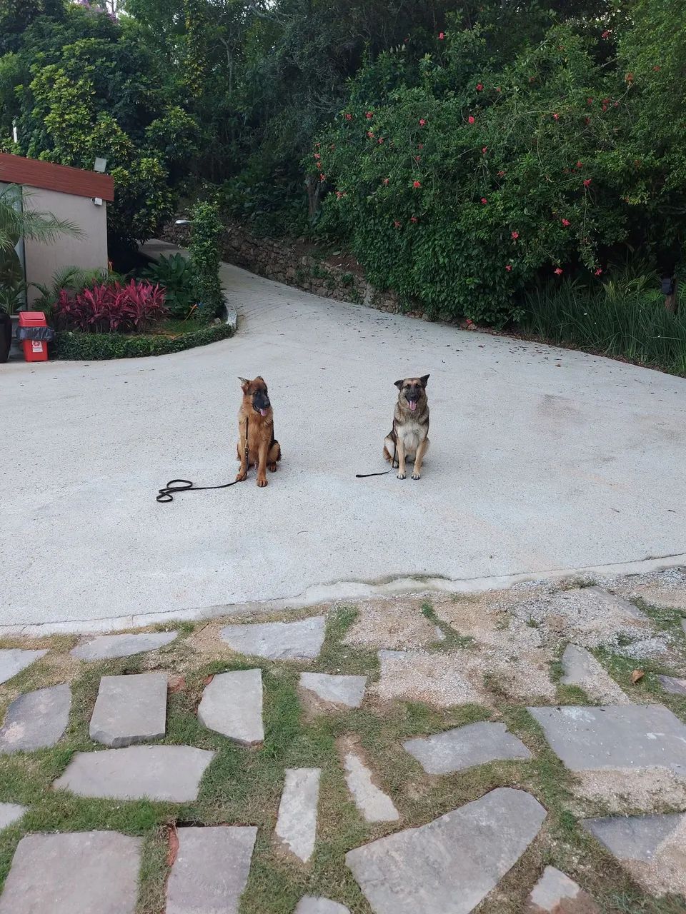Adestramento cães  - Foto 4