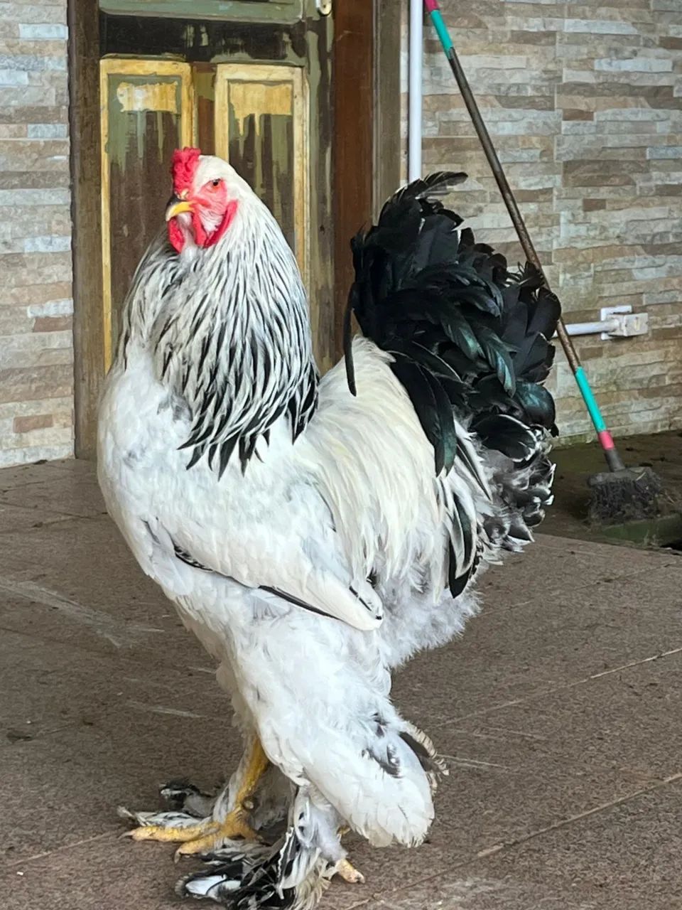 Vendo ovos galados de Brahma  - Foto 3