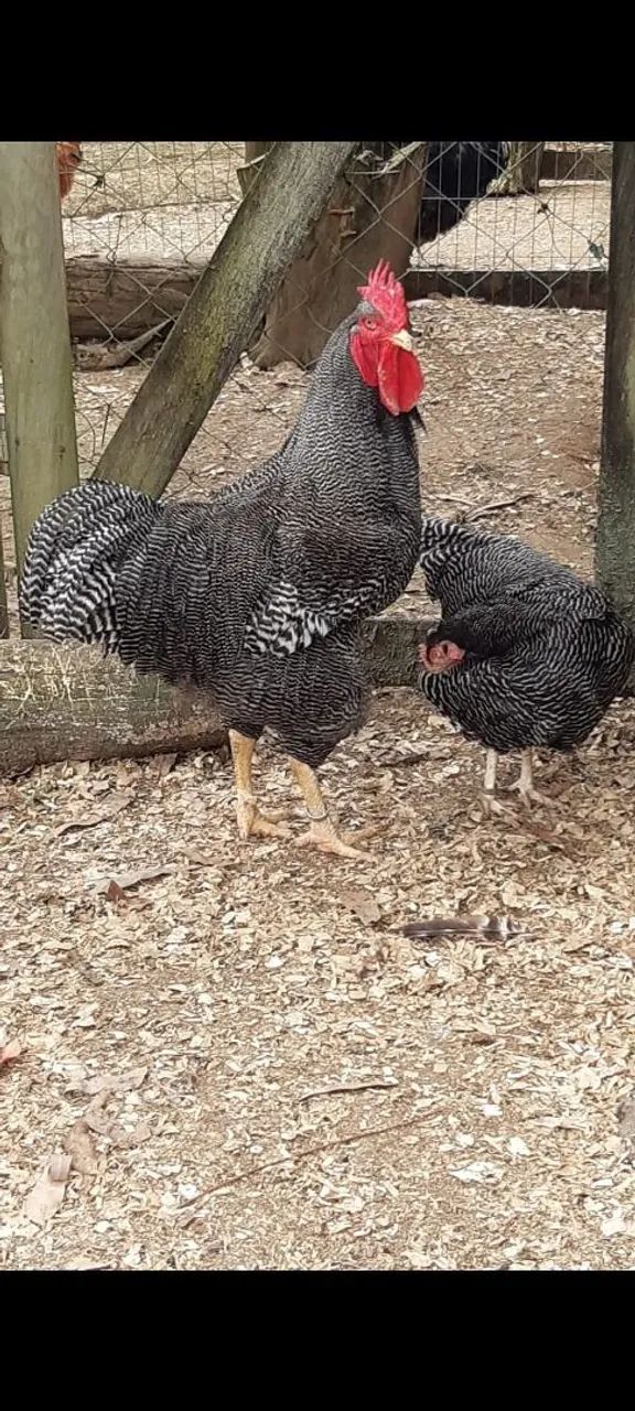 Ovos Férteis MARANS + PLAYMOUNT BARRADO  - Foto 3