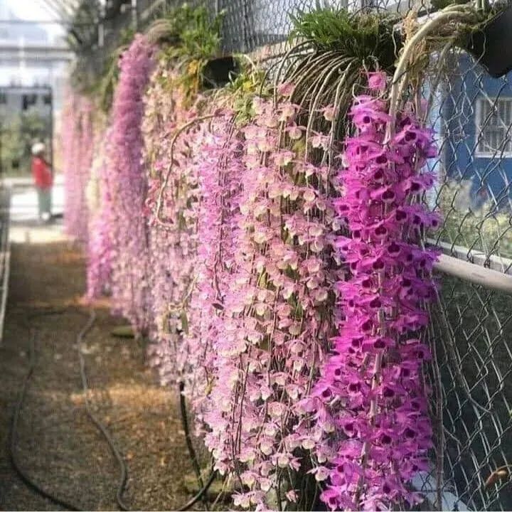Orquidea dendrobium anosmun - Foto 5