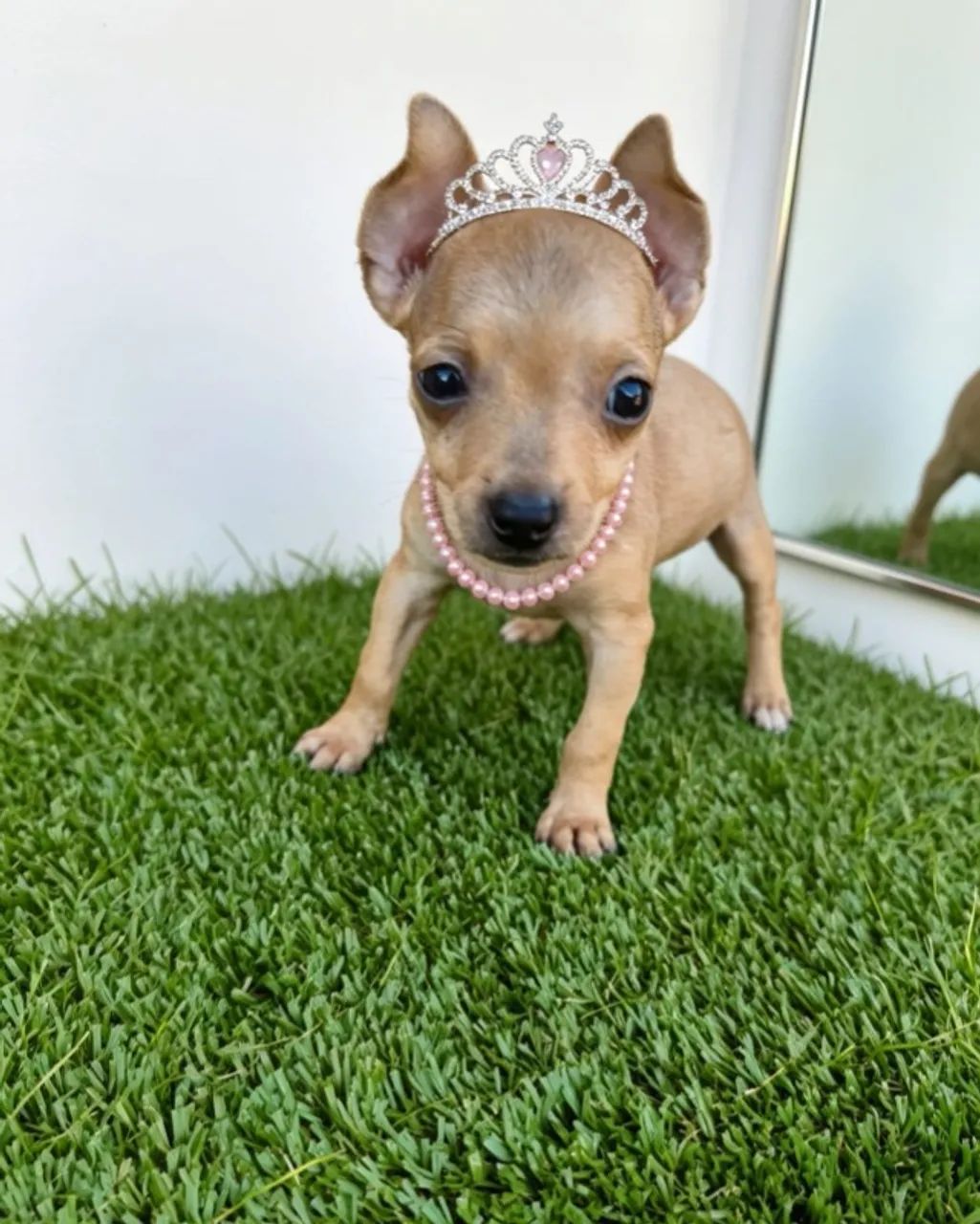 Pinscher Fêmea Alegre e Doce