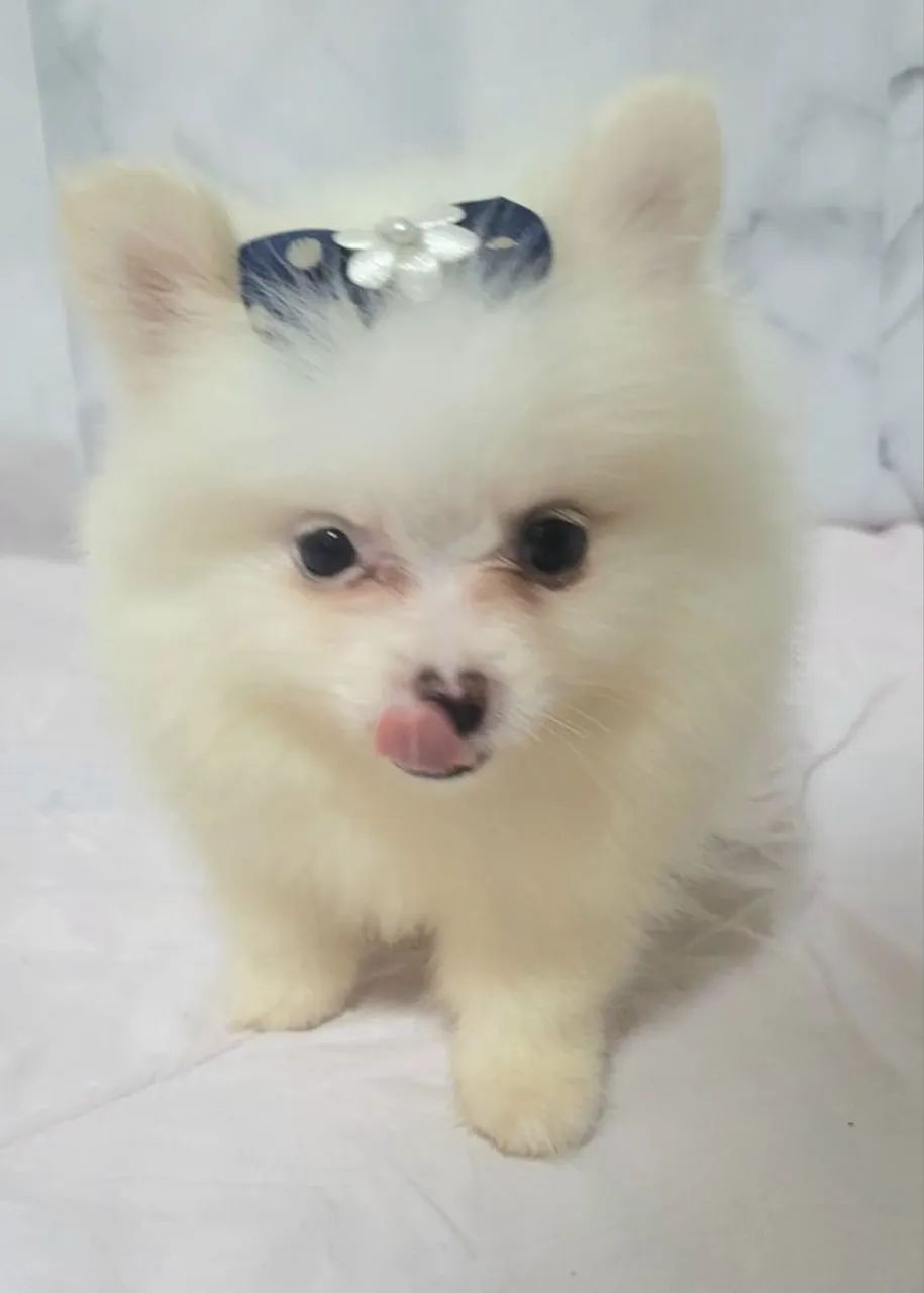 Spitz Alemão Fêmea com Pedigre