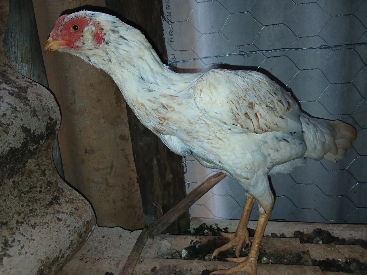 Galinha Mura barbuda