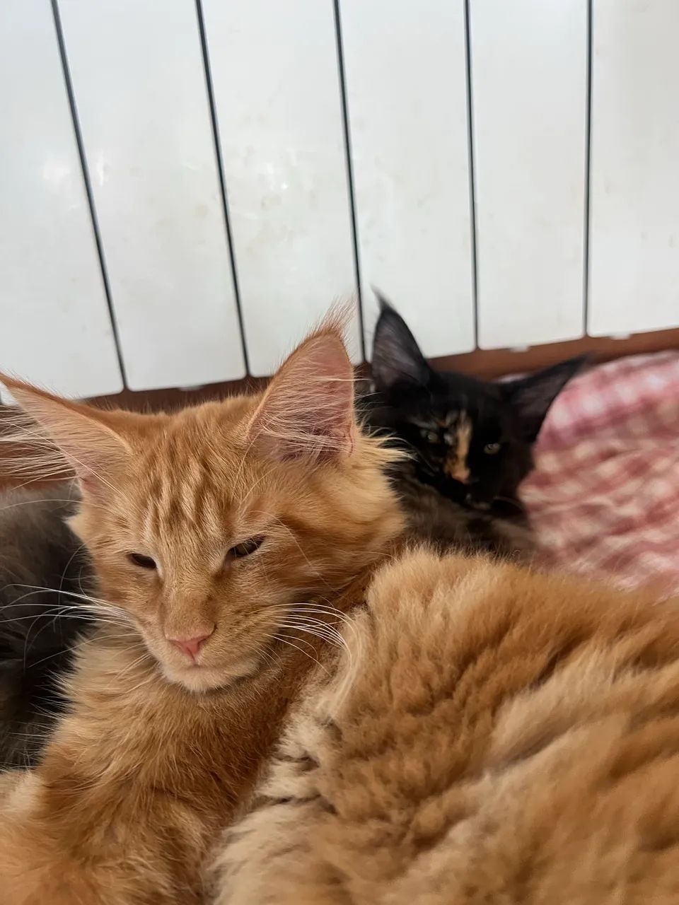2 Maine Coon