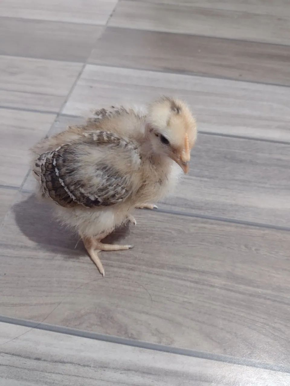 Lote de pintainhos pescoço pelado 