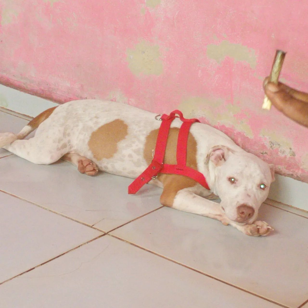 Pitbull - Foto 3